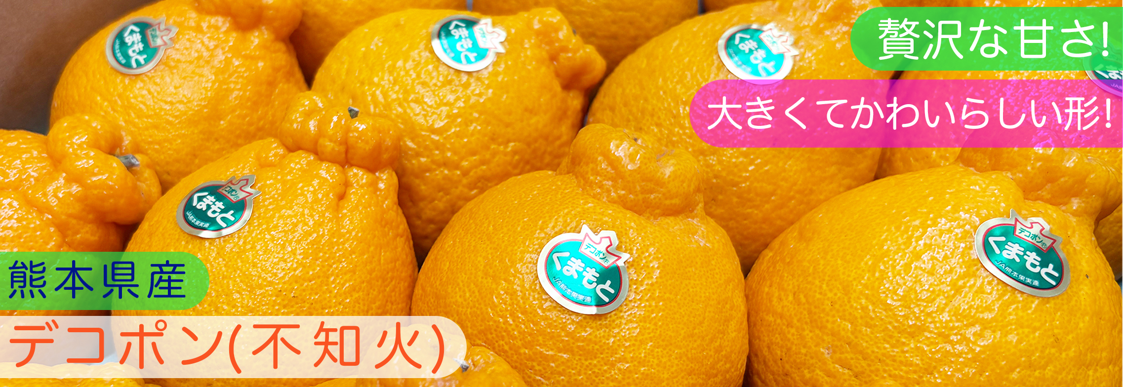 熊本県産デコポン(不知火)